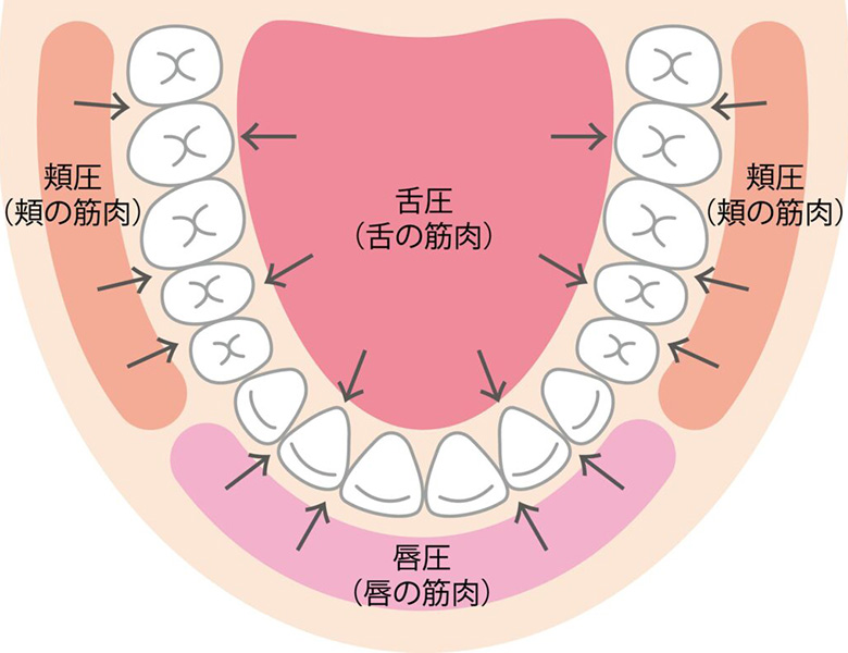 鶴瀬（富士見市）の歯医者さん、松本歯科医院の口腔機能発達不全症